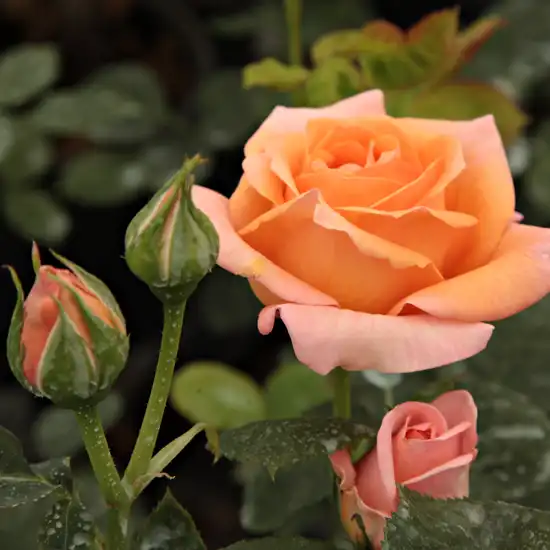 Rosa Rozália - portocaliu - trandafiri târâtori și cățărători, Climber